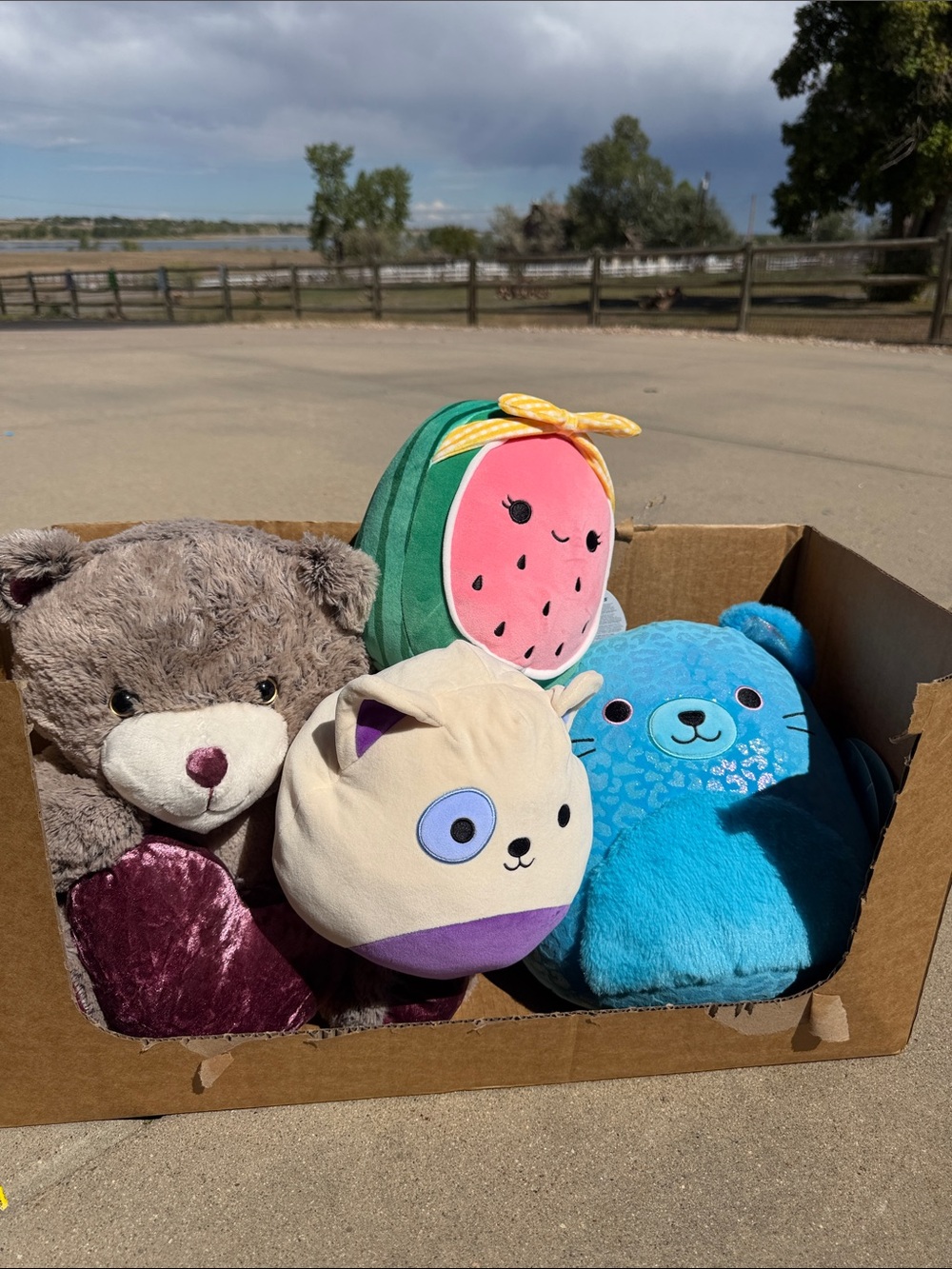 Squishmallows Plush Set - Pink Watermelon, Blue Seal, Cream Cat, Brown Bear